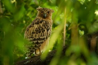 Ketupa malajska - Ketupa ketupu - Buffy Fish Owl 3596